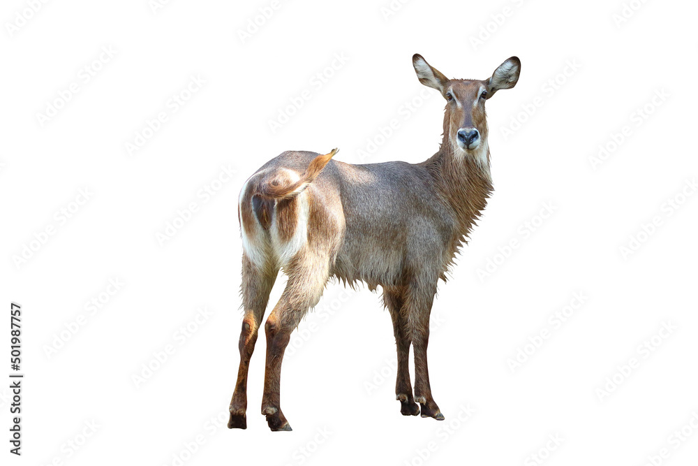 Fototapeta premium Hartebeest isolated on white background.