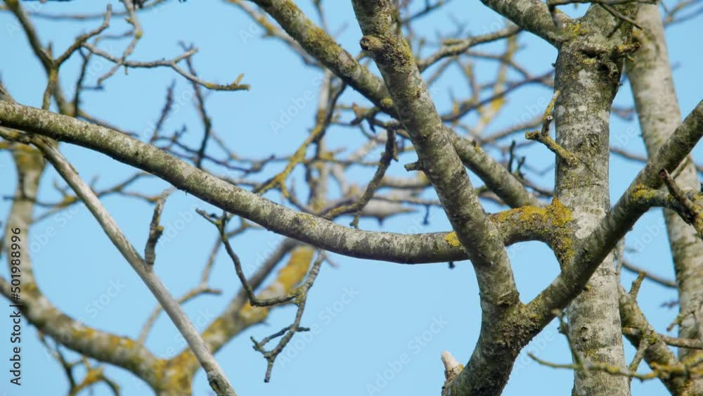 Pair of wood pigeons (Columba palumbus) together on a branch and flying away Pair of wood pigeons (Columba palumbus) together on a branch and flying away