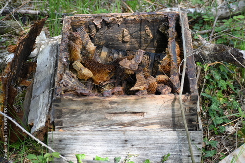 Hive abandoned and in poor condition probably due to the invasion of a parasite or disease that has affected the bee colony.