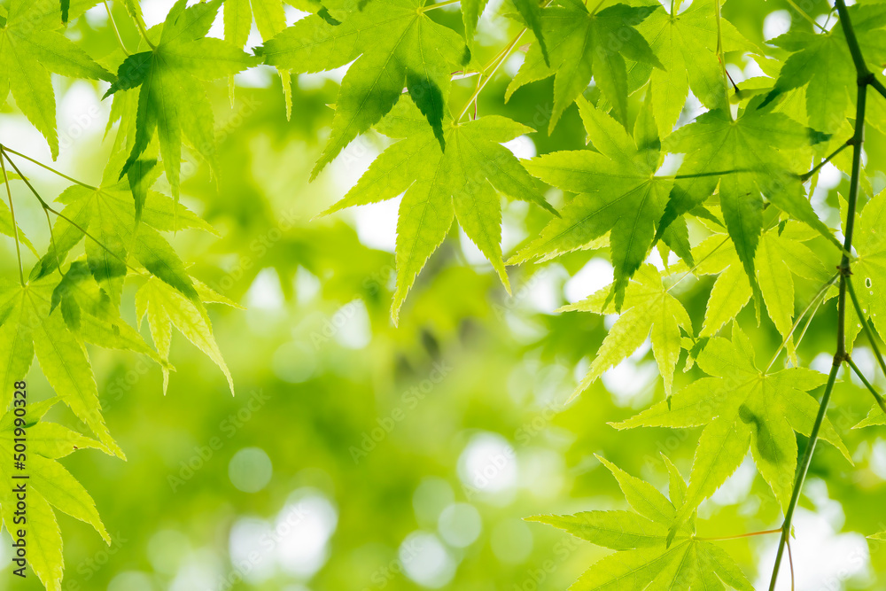 Close-up image of beautiful fresh greenery and blurry background (Environmental and ecological background images) Close-up image of beautiful fresh greenery and blurry background (Environmental and ecological background images)