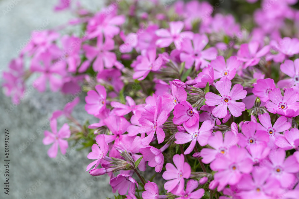 Fototapeta premium Pink blossoms of creeping phlox (Phlox subulata). Focus on the middle of the right side. Copy space.