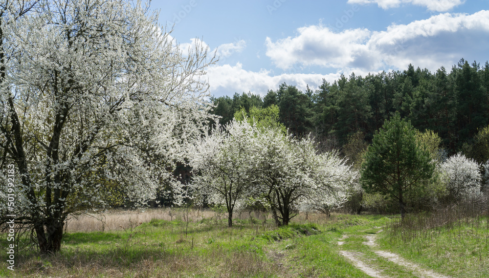 Blooming wild cherry near a dirt forest path. Blooming wild cherry near a dirt forest path.