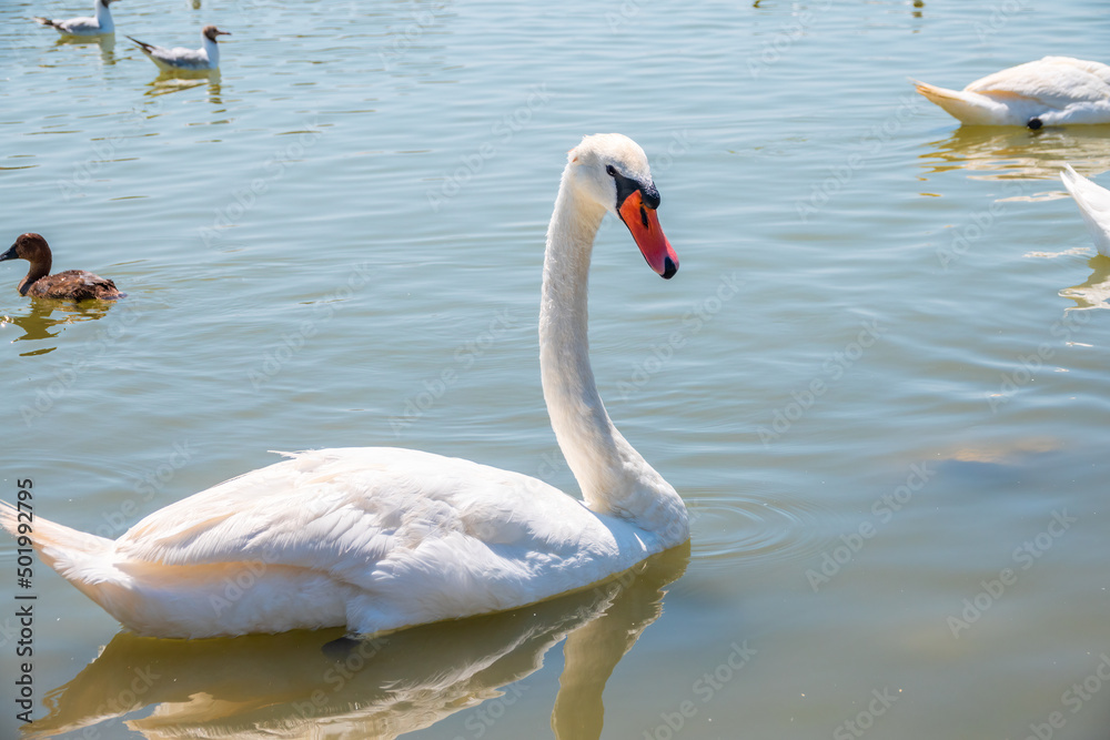 Graceful white Swan swimming in the lake, swans in the wild. Portrait of a white swan swimming on a lake. Graceful white Swan swimming in the lake, swans in the wild. Portrait of a white swan swimming on a lake.