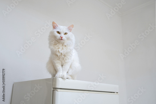 Fototapeta Naklejka Na Ścianę i Meble -  White cat on a white refrigerator on a light background