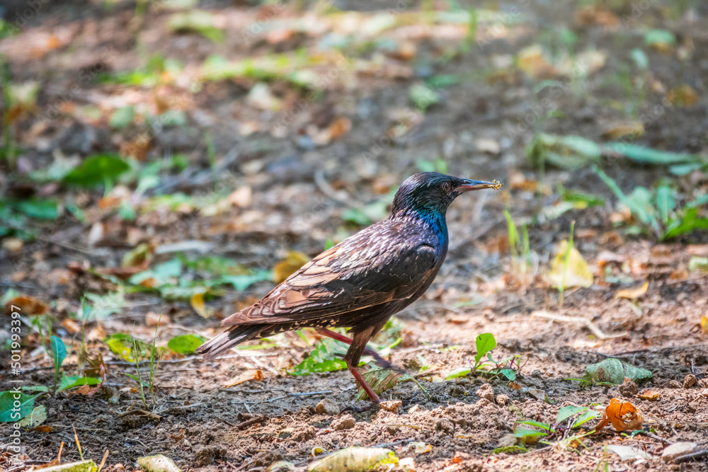 The common starling or European starling, Sturnus vulgaris, on a sprng lawn. The common starling or European starling, Sturnus vulgaris, on a sprng lawn.