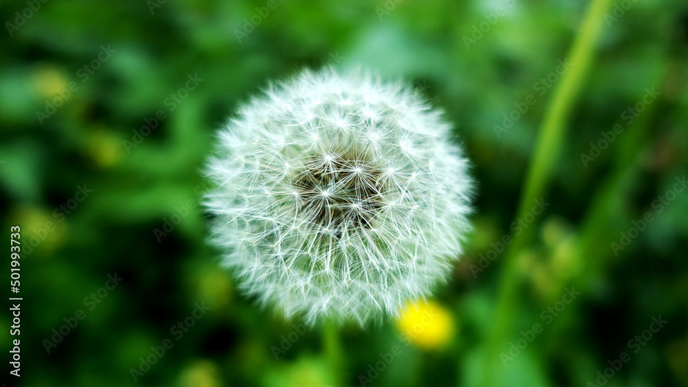Dandelion in a meadow close-up