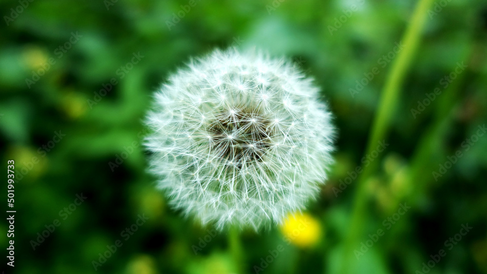 Dandelion in a meadow close-up Dandelion in a meadow close-up