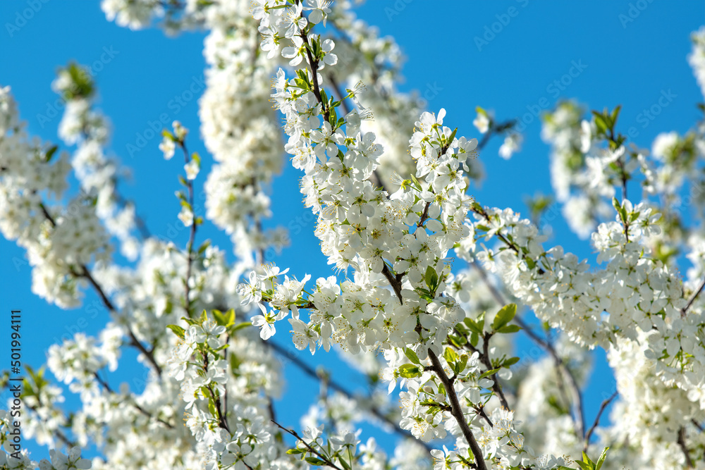 Closeup of spring blossom flower over clear blue sky background. Selective focus