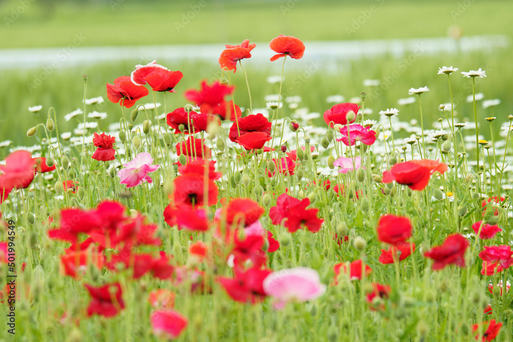 Obraz premium 淡い色合いの綺麗なポピー