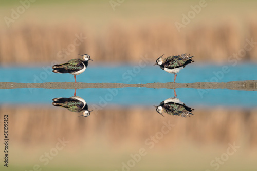 Fine art portrait of Northern lapwing male (at left) and female (at right) at sunrise (Vanellus vanellus) photo