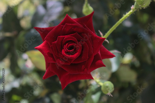 red garden rose flower in the garden shade on a sunny day