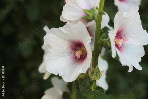 Obraz na plátne white musk mallow malvales
alcea flowers on a warm sunny day