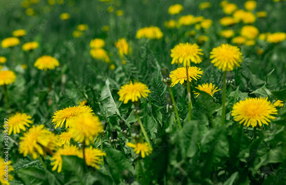 Fototapeta premium Yellow dandelion flowers with green leaves blurred background