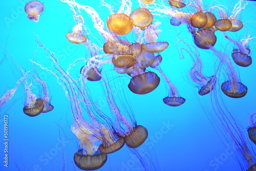 Group of jellyfish moving in the ocean 
