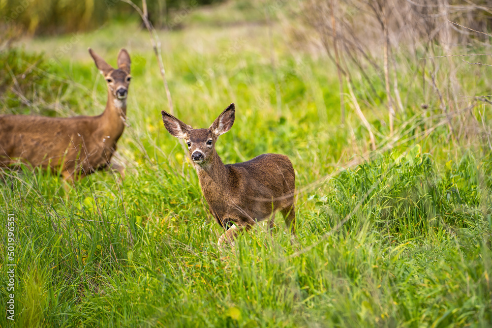 A mother deer and her fawn in the meadow. Two California Mule Deer (Odocoileus hemionus californicus) graze in the meadow.