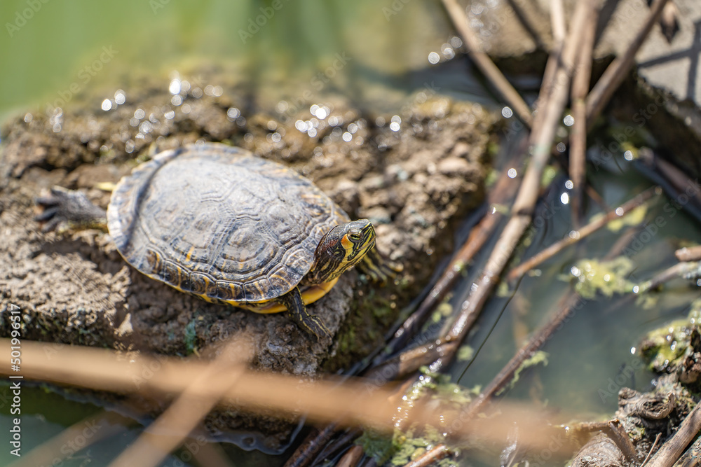 Red-eared turtle (Trachemys scripta elegans) resting on a stone in the lake. Red-eared turtle (Trachemys scripta elegans) resting on a stone in the lake.