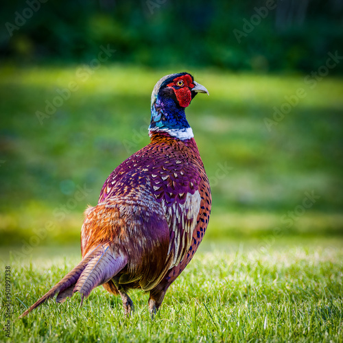 Cock pheasant in profile