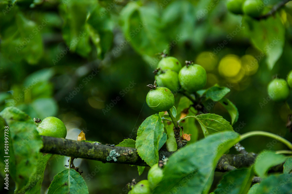 a green unripe fruits of an apple tree a green unripe fruits of an apple tree