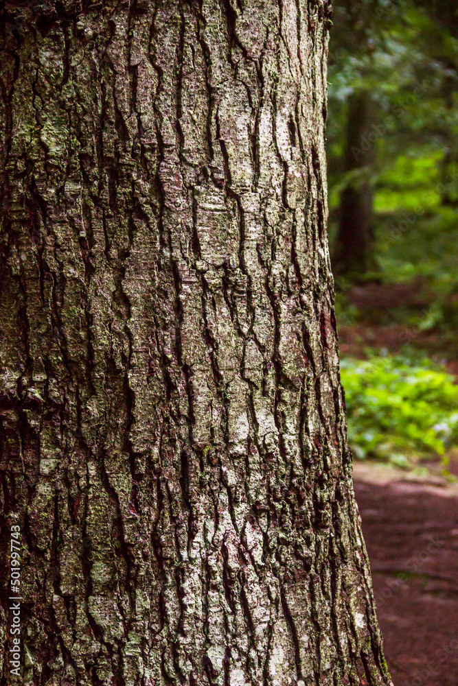 trunk of a spruce tree