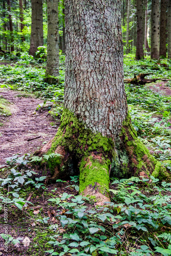 trunk of a spruce tree in Ukrainian Carpathian, Skole Beskids National Nature Park, Ukraine