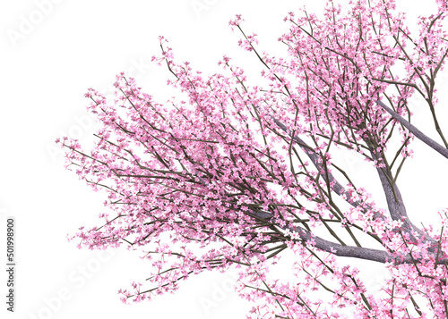 3D Blooming Sakura branches
