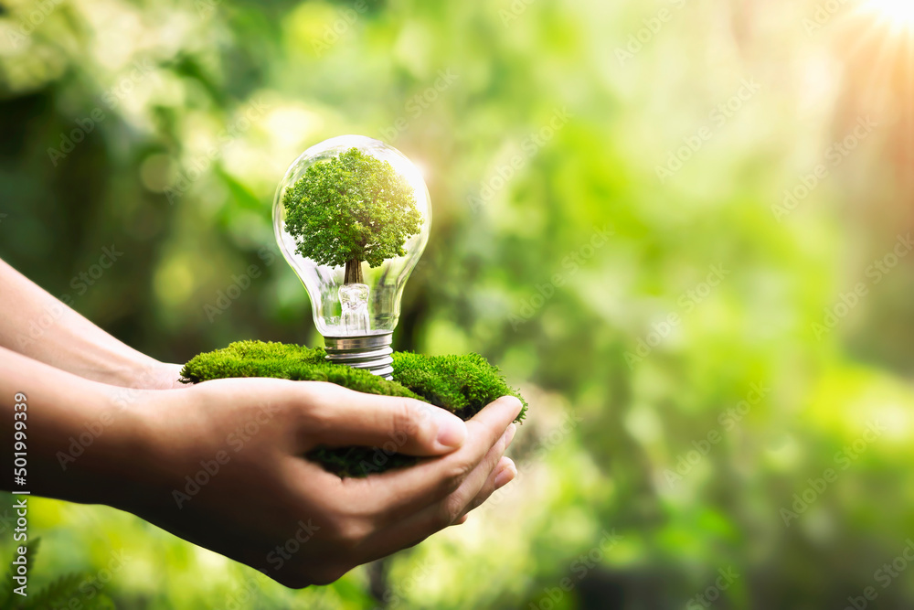hand holding light bulb with tree growing and sunshine in nature. save energy and protect environment eco concept - obrazy, fototapety, plakaty 