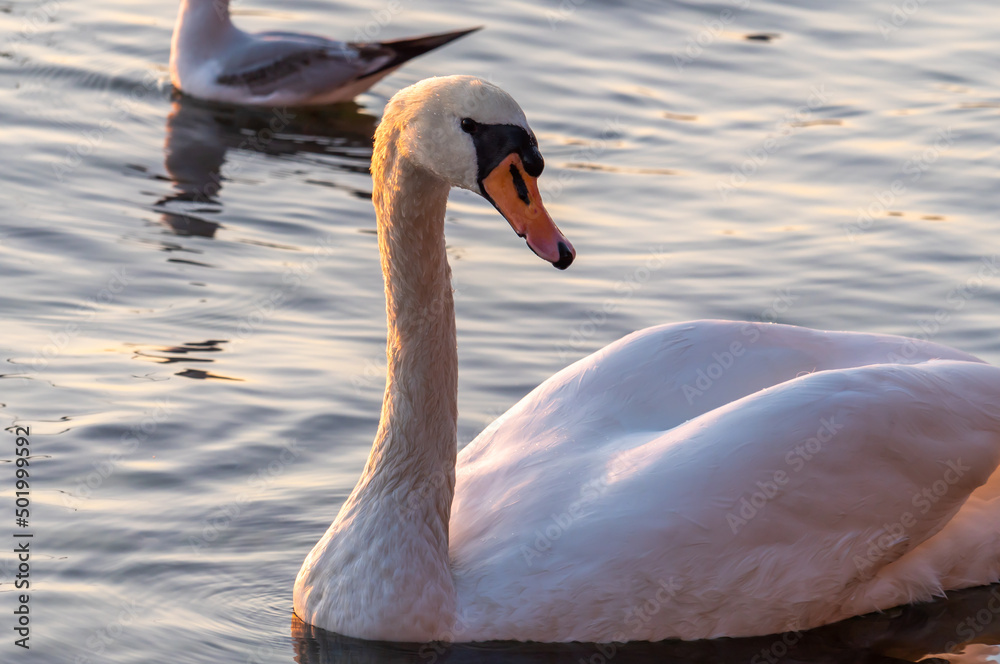 Obraz premium Beautiful View Of A Graceful Swan In Lake