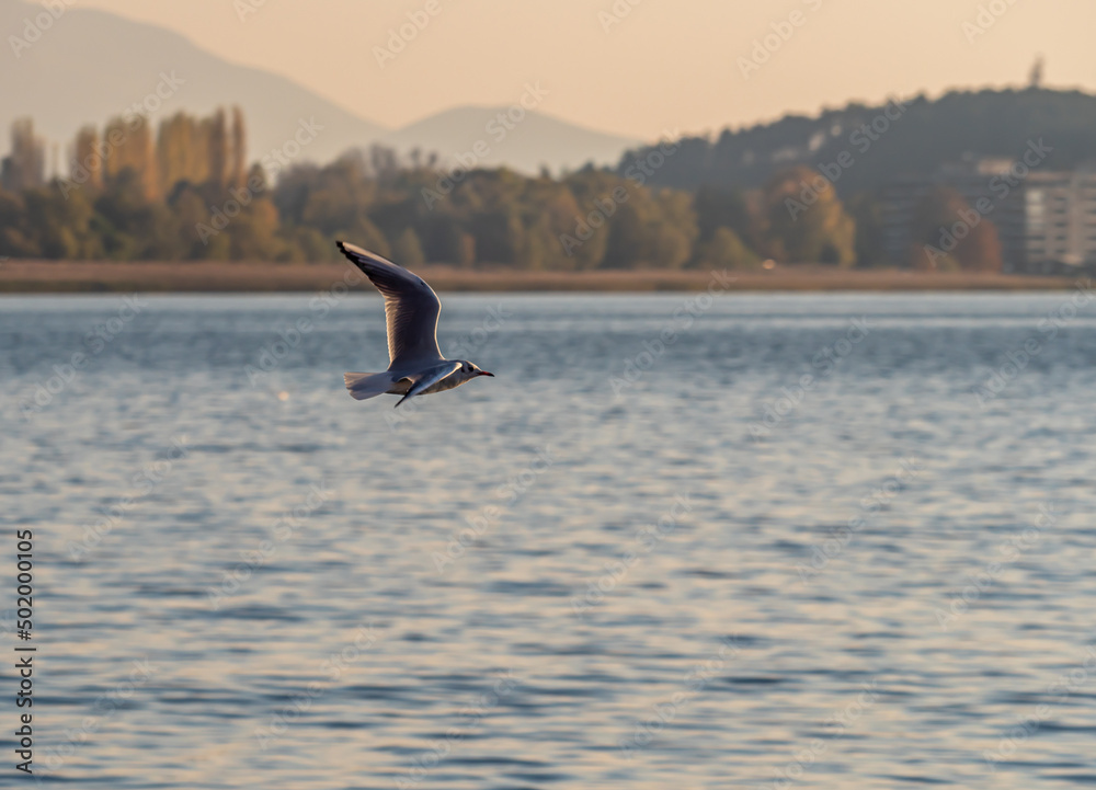 Fototapeta premium gulls fly over lake Ohrid