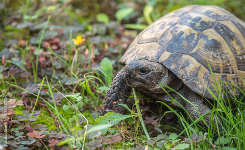 Herman Tortoise In Grass macro