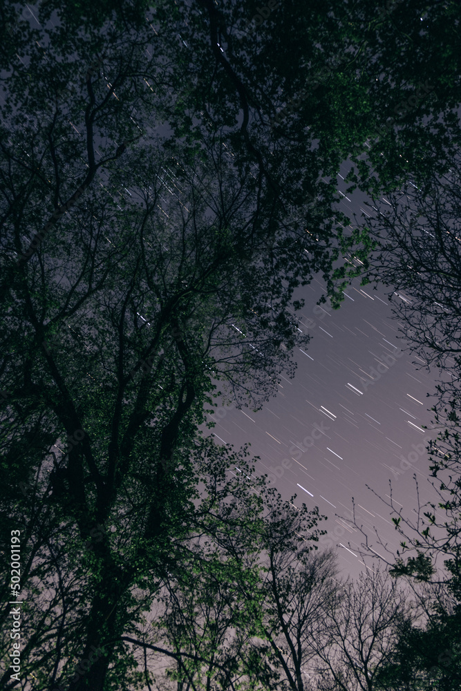 森の中からみた星空(Starry sky seen from the woods) 森の中からみた星空(Starry sky seen from the woods)