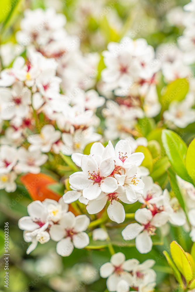 Fototapeta premium 春の花 白