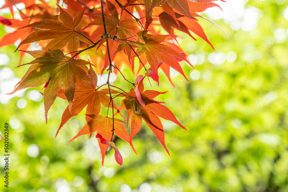 東京都江東区　清澄庭園　新緑と紅葉の楓