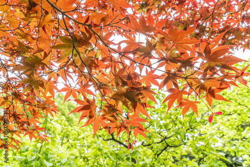 東京都江東区　清澄庭園　新緑と紅葉の楓 photo