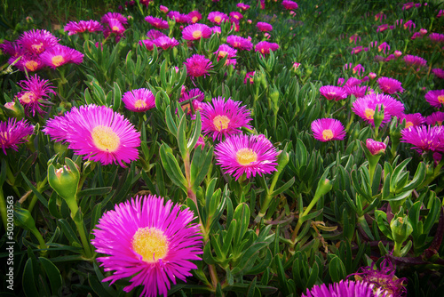 Beautiful Mauve Flower Called Carpobrotus Edulis. Image With Copy Space. Green Background With Lilac Flowers. Nature