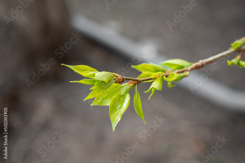 Obraz na plátně Poplar tree branch with opened vegetative buds, young green leaves in the spring day, Populus, selective focus