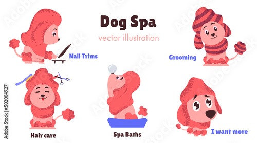 Cute poodle at the dog salon