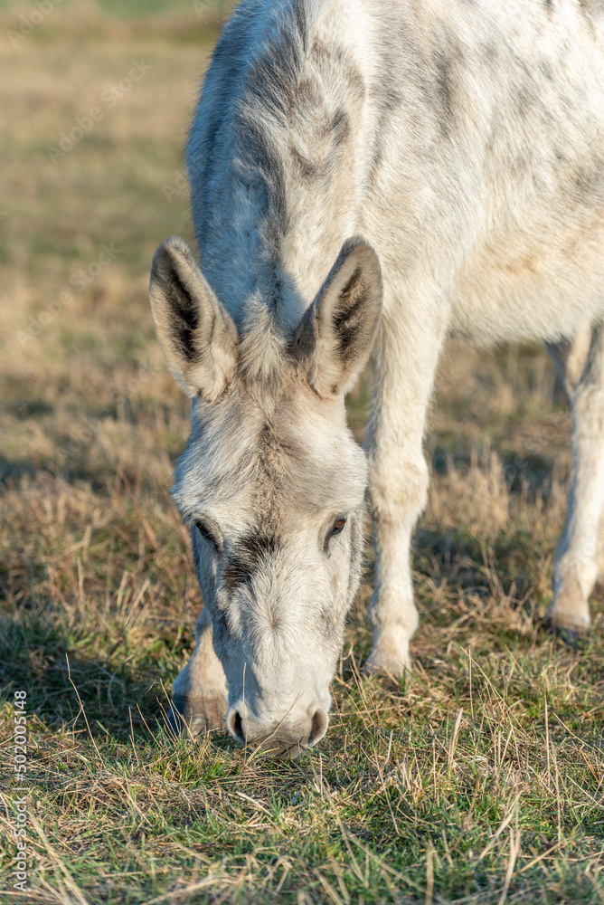 Portrait of a white donkey in a paddock. Portrait of a white donkey in a paddock.