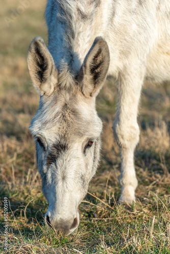 Portrait of a white donkey in a paddock.