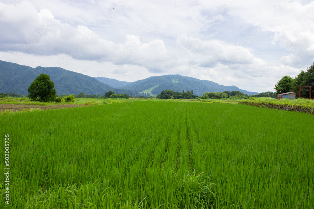 Rice fields in the mountainous areas of the plateau