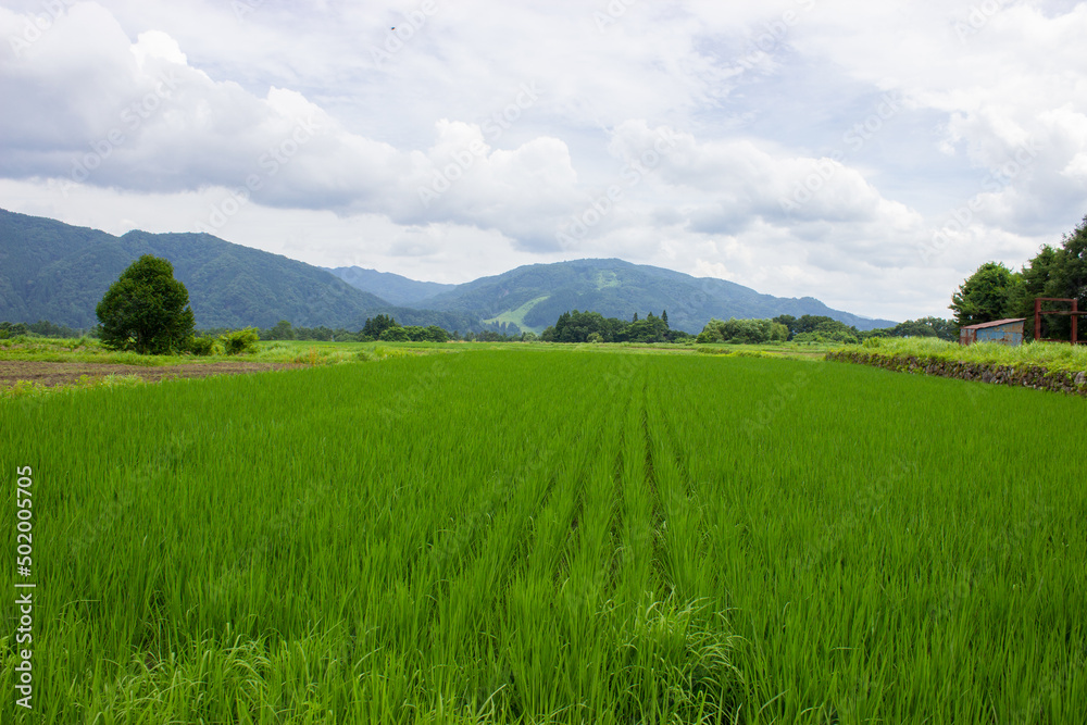 Rice fields in the mountainous areas of the plateau Rice fields in the mountainous areas of the plateau