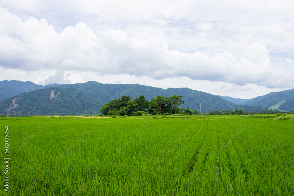 Rice fields on the plateau in summer