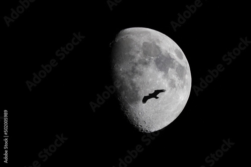 Moon and eagle at night,Northern Norway,scandinavia,Europe