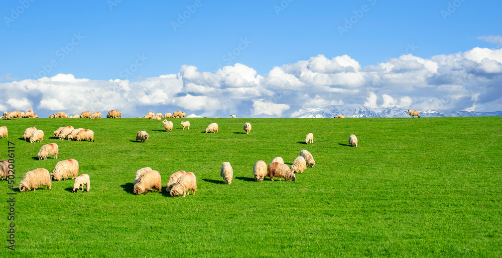 sheep graze on the spring green grass with Romanian Fagaras mountains in the background sheep graze on the spring green grass with Romanian Fagaras mountains in the background