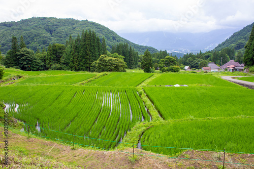 Rice fields in the mountainous areas of the plateau