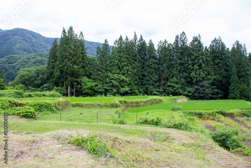 Rice fields in the mountainous areas of the plateau