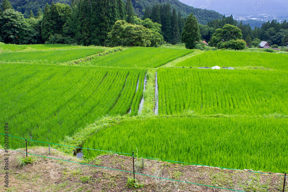 Rice fields on the plateau in summer