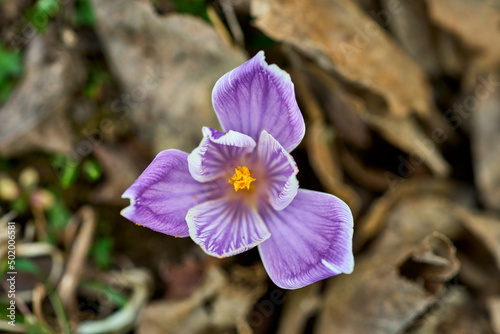 purple crocus flower among dry leaves in spring