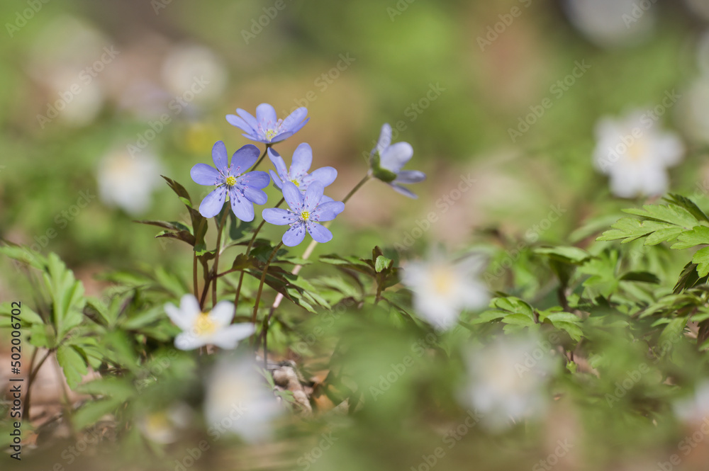 blume, frühling, natur, aufblühen, pflanze, baum, blume, weiß, garden, blühen, sommer