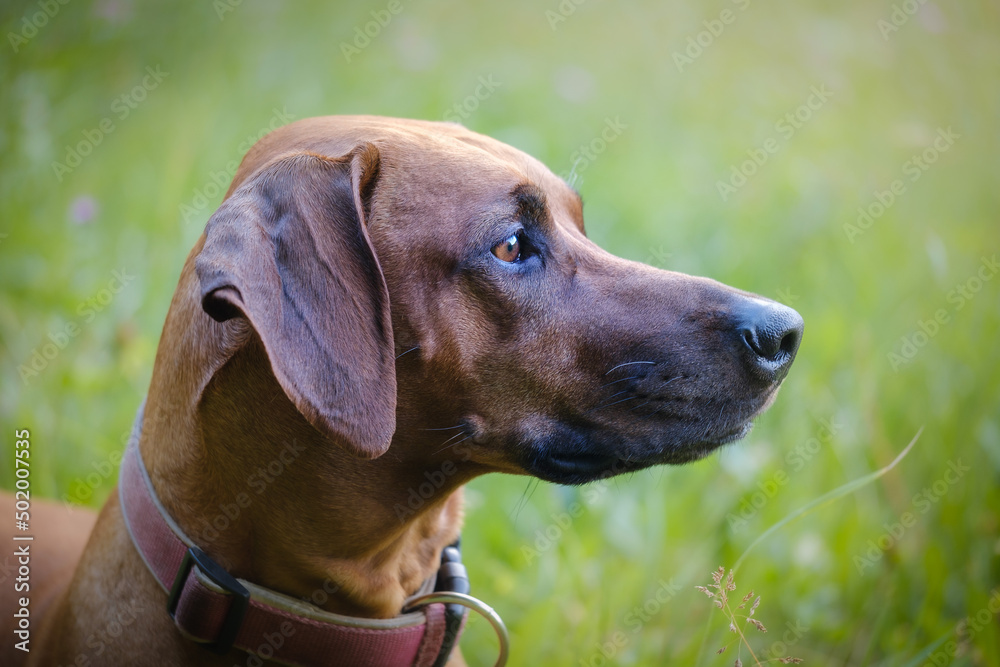 Rhodesian Ridgeback dog head laying in grass