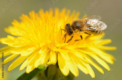 Pszczo  a na kwiatku